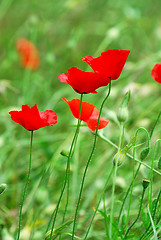 Image showing Poppies