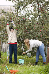 Image showing Father and daughter collecting apples in the orchard