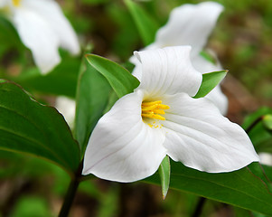 Image showing White Trillium