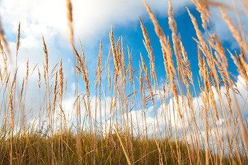 Image showing Grass and sky.