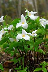 Image showing White Trillium