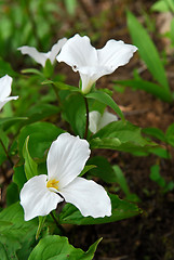 Image showing White Trillium