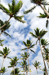 Image showing Palm trees