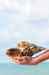 Image showing Seashell in hand