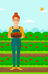 Image showing Farmer collecting tomatos.