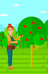 Image showing Farmer collecting apples.