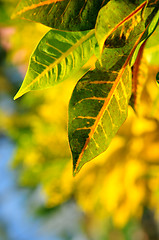 Image showing Green leaves