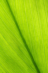 Image showing Green leaf background