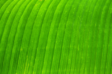 Image showing Green leaf background