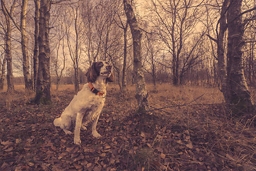 Image showing Dog sitting in the forest