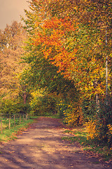 Image showing Colorful trees by a trail in a park