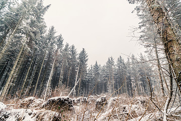 Image showing Pine forest in the winter