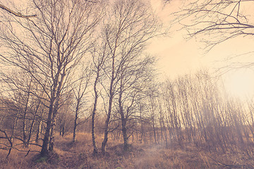 Image showing Birch forest in Denmark