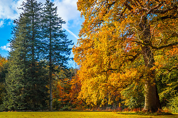 Image showing Trees in a park in the fall