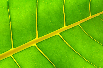 Image showing Green leaf background