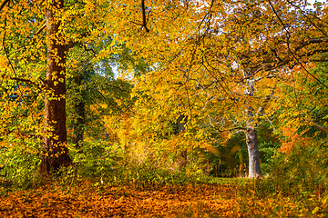 Image showing Trees in beautiful warm colors