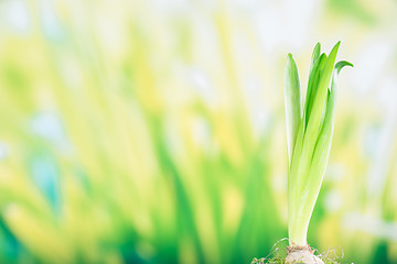 Image showing Green hyacinth plant in the spring