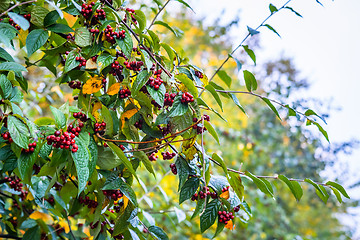 Image showing Red berries in the autumn