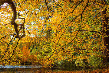 Image showing Autumn leaves by the lake