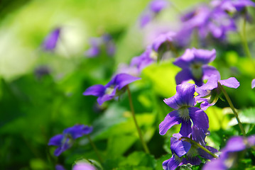 Image showing Violets