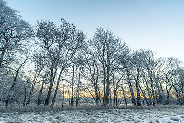 Image showing Tree silhouettes in the morning frost