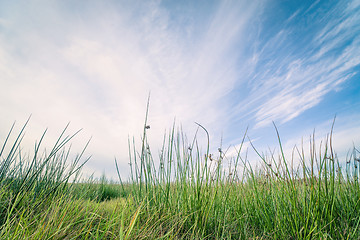 Image showing Green grass and blue sky