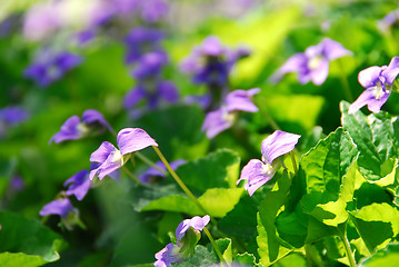 Image showing Violets