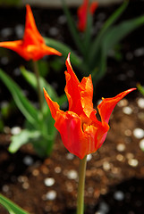 Image showing Tulips in a garden