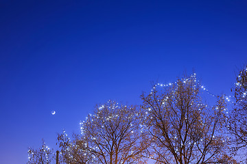 Image showing Illuminated treetop in Zagreb