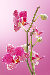 Image showing Orchid