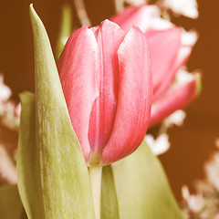 Image showing Retro looking Tulip picture