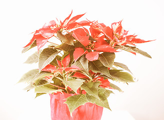 Image showing Retro looking Poinsettia