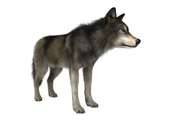 Image showing Wild Wolf on White