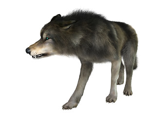 Image showing Wild Wolf on White