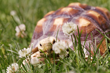 Image showing African Spurred Tortoise