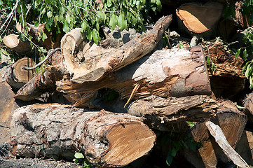 Image showing freshly cut trees