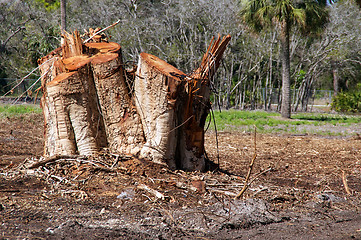 Image showing tree stumps