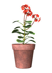 Image showing Red Geranium Pot on White