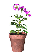 Image showing Purple Geranium Pot on White