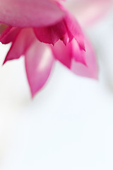 Image showing Christmas cactus