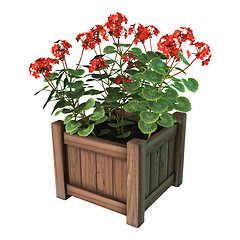 Image showing Red Geranium Planter on White