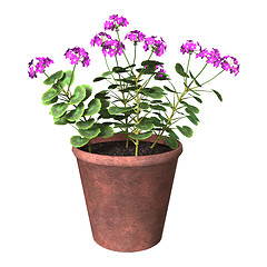 Image showing Purple Geranium Pot on White