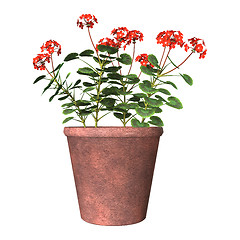 Image showing Red Geranium Pot on White