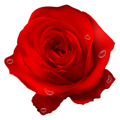 Image showing Realistic red vector rose. EPS 10