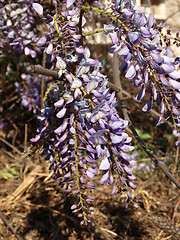 Image showing wisteria flowers