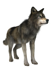 Image showing Wild Wolf on White