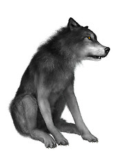 Image showing Wild Wolf on White