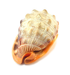 Image showing exotic shell