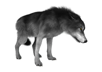 Image showing Wild Wolf on White