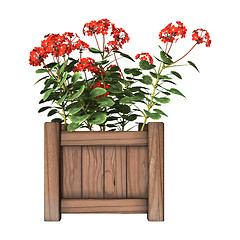 Image showing Red Geranium Planter on White